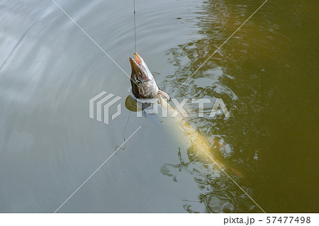 Just caught freshwater fish Northern pike (Esox Just caught freshwater fish Northern pike (Esox 57477498