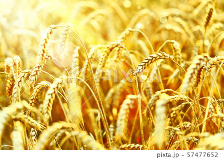 Wheat field. Ears of golden wheat. Beautiful Sunset Landscape. Background of ripening ears. Ripe Wheat field. Ears of golden wheat. Beautiful Sunset Landscape. Background of ripening ears. Ripe 57477652