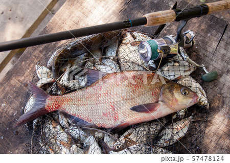 Trophy fishing. Big freshwater common bream fish Trophy fishing. Big freshwater common bream fish 57478124