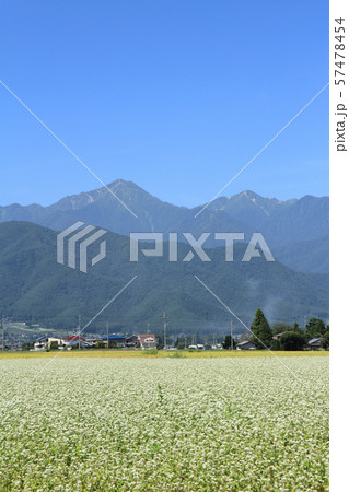 ソバの花咲く安曇野 57478454