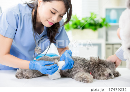 pet dog get wound bandaged 57479232