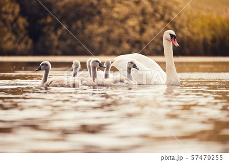 Beautiful swans with cubs on a pond. Nature 57479255