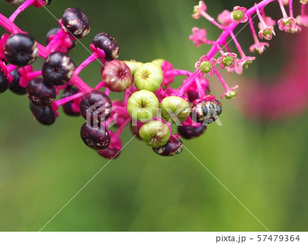 ヨウシュヤマゴボウの実 57479364