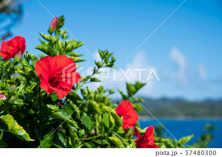 ハイビスカス　夏休み　花　リゾート　南国　 57480300