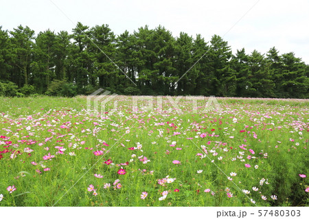 コスモス 花 野生の花 57480303