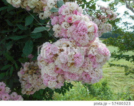ブーケのような薔薇 57480323
