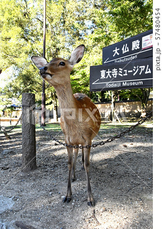 奈良公園東大寺前シカ 奈良公園東大寺前シカ 57480454
