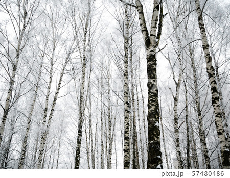 Winter birch trees Winter birch trees 57480486