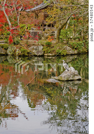京都にある永観堂の紅葉の風景。 京都にある永観堂の紅葉の風景。 57480543
