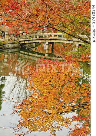 京都にある永観堂の紅葉の風景。 57480544