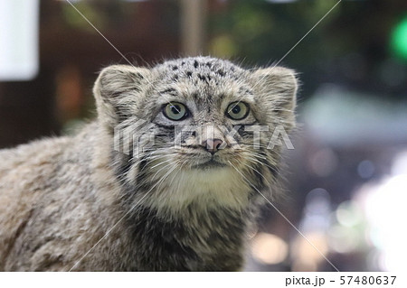 マヌルネコ マヌルネコ 57480637