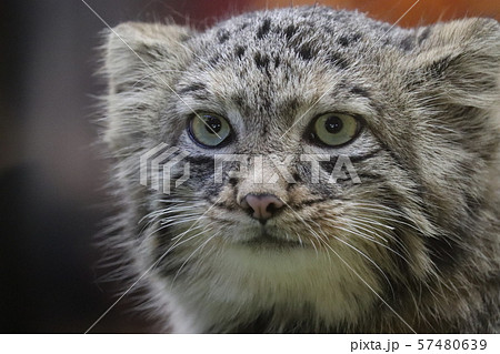 マヌルネコ マヌルネコ 57480639