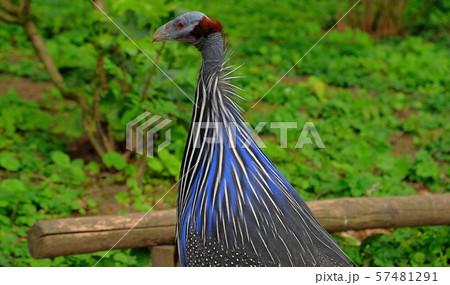 Wild Eastern turkey head shot close up 57481291
