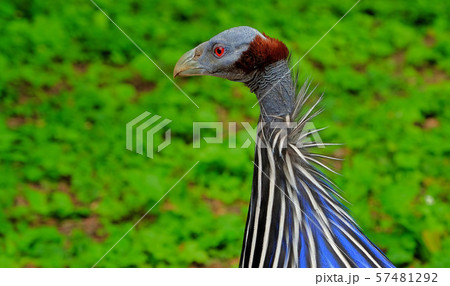 Wild Eastern turkey head shot close up 57481292