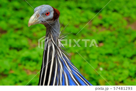Wild Eastern turkey head shot close up 57481293