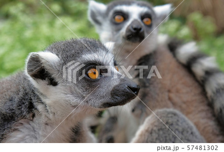 Ring tailed lemurs in the National Park in the 57481302