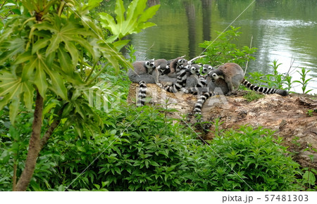 Ring tailed lemurs in the National Park in the 57481303