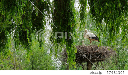 Heron with Young in nest in a forest 57481305