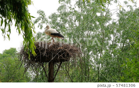 Heron with Young in nest in a forest Heron with Young in nest in a forest 57481306