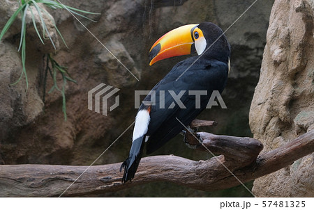 Closup of a Toucan on a branch 57481325