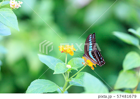 藍尾燕尾 Yoha Aojo 多摩動物園公園昆蟲花園 照片素材 圖片 圖庫