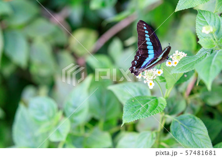 アオスジアゲハ(青条揚羽), 多摩動物公園 昆虫園 57481681