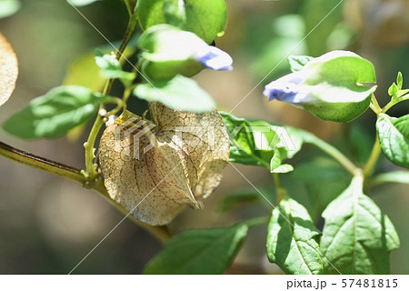 オオセンナリ 57481815