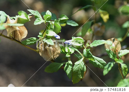 オオセンナリ 57481816