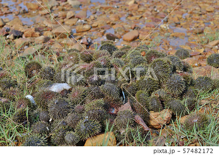 a Sea urchin on a rock near the water a Sea urchin on a rock near the water 57482172