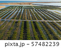 Oyster growing near Lagos, Algarve, Portugal aerial drone view 57482239