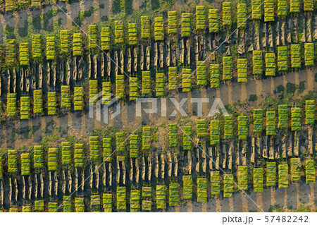 Oysters farm rows near Lagos, Algarve, Portugal aerial drone view Oysters farm rows near Lagos, Algarve, Portugal aerial drone view 57482242