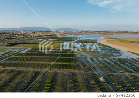Oysters farm rows near Lagos, Algarve, Portugal aerial drone view 57482256