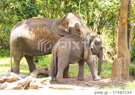 アジアゾウの親子 57482534