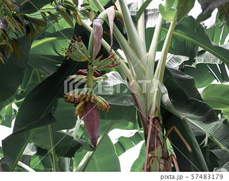 Beautiful orchid with soft smell on tree in garden Beautiful orchid with soft smell on tree in garden 57483179