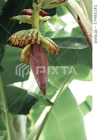 Beautiful orchid with soft smell on tree in garden 57483181