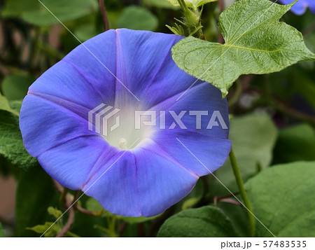 アサガオの花 57483535