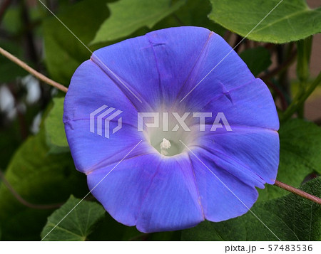 アサガオの花 57483536