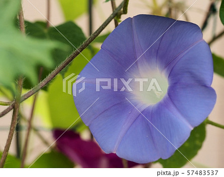 アサガオの花 57483537