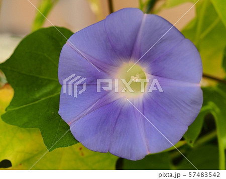 アサガオの花 57483542