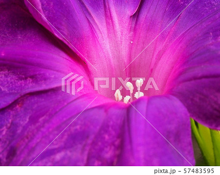 アサガオの花 57483595