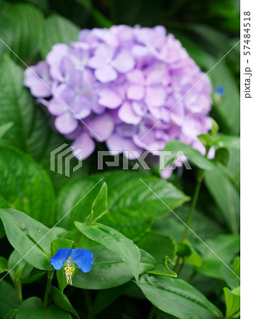 紫陽花の陰でひっそりと咲く露草 57484518