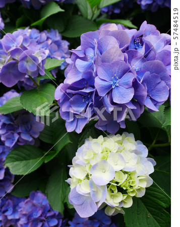 満開の紫陽花と咲き始めた薄紫と白の紫陽花 57484519