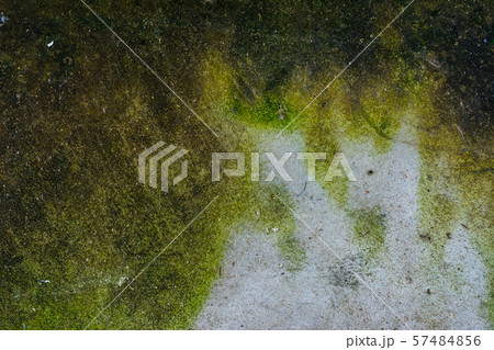 Moss background, Green moss on grunge texture. Moss background, Green moss on grunge texture. 57484856