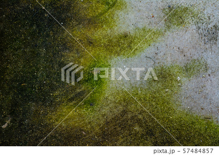Moss background, Green moss on grunge texture. Moss background, Green moss on grunge texture. 57484857
