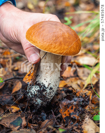 Human hand picks a white mushroom. Looking for mushrooms in the forest. Male hand pick a big cep Human hand picks a white mushroom. Looking for mushrooms in the forest. Male hand pick a big cep 57485678