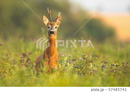 Roe deer buck with antlers standing alerted on a meadow at sunrise in summer 57485741
