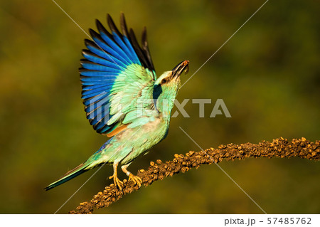 European roller taking off from dry plant looking upwards in summer European roller taking off from dry plant looking upwards in summer 57485762