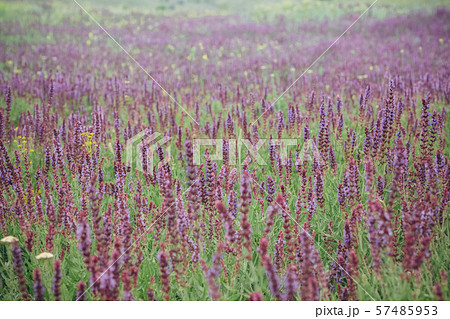 flowering purple flowers summer meadow with  herbs 57485953