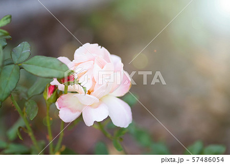 Close-up of beautiful red rose in garden. Post card on a holiday 57486054
