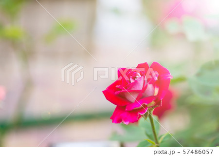 Close-up of beautiful red rose in garden. Post card on a holiday 57486057